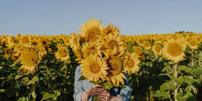Pick_your_own_sunflowers_Dunnstown+(2)-large